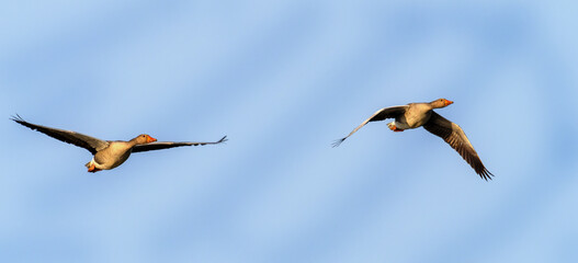 pair of greylag geese in flight against the blue sky