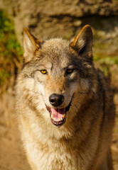 Porträt von einem Wolf (Canis lupus) Sonnenschein