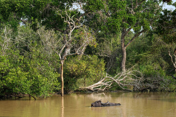 Water buffalo in Yala National Park, Sri Lanka