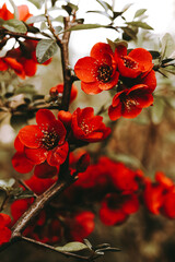 Red spring flowers bloomed on the tree