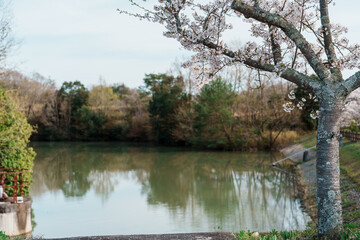 Fototapeta na wymiar 桜の木と池の風景