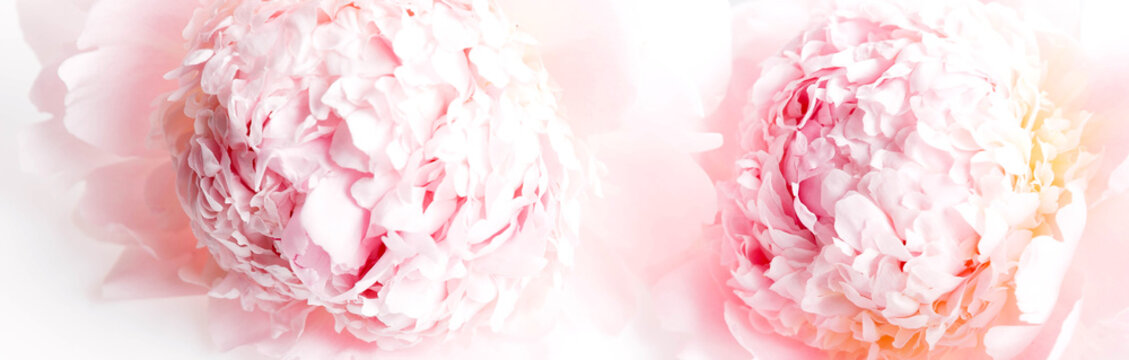 Romantic banner, delicate white peonies flowers close-up. Fragrant pink petals. Beauty, wedding, mothers day concept