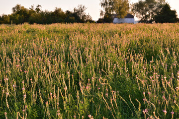 Fragment of a field with blooming heather at sunset