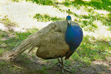close-up of a male peacock on a lawn in a park.