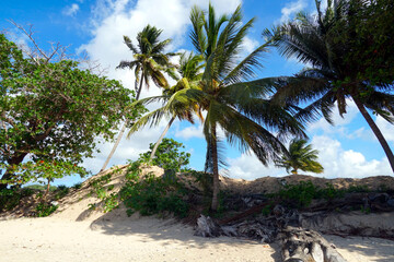 Coconut palms, cocos nucifera, swaying in the wind on a sandy beach on the coast of the Caribbean island of Saint Lucia, near the port town of Castries.