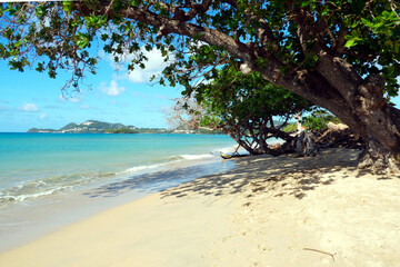 Sandy beach with fine sand and azure blue sea visible under a branch of leafy tree on the coast of...