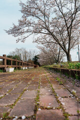 Fototapeta na wymiar 桜とベンチとレンガの地面