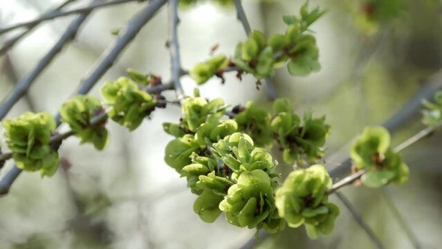 Blossom of Ulmus minor samarae, selective focus. The wind is moving the twig of Elm flowers in early spring in may. Elm is a deciduous tree.