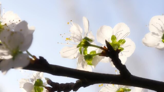 Short clip showing beautiful plum-tree flowers in blossom