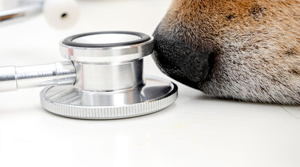 dog at the veterinarian with a stethoscope in a veterinary clinic