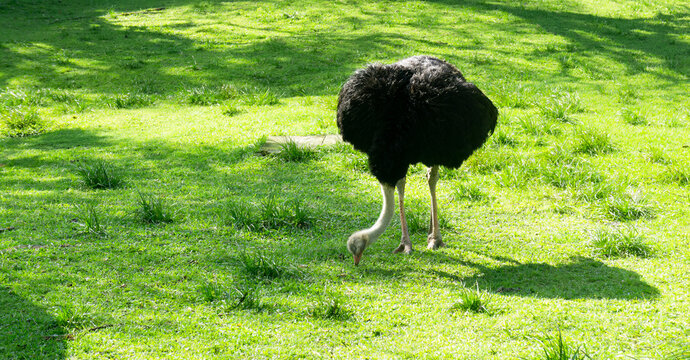 Ema, tamb&eacute;m conhecida como nandu, nandu-comum, nandu-grande, nhandu, guarip&eacute; e xuri, &eacute; uma ave de grande porte  da fam&iacute;lia Rheidae, nativa da Am&eacute;rica do Sul