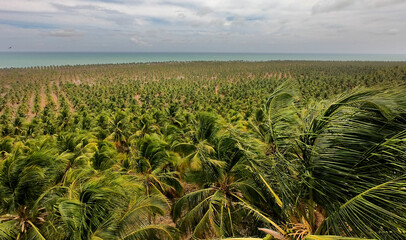 Plantação de coqueiros no litoral do nordeste brasileiro