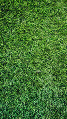 Lush Green Grass Texture