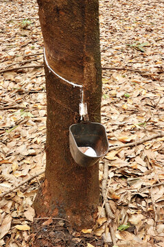 Seringueira produzindo latex