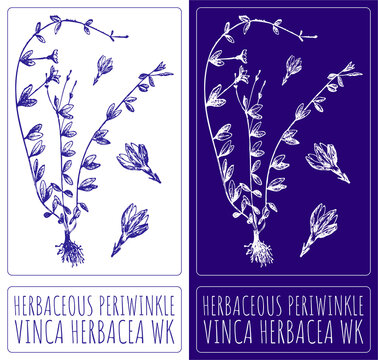 Drawing HERBACEOUS PERIWINKLE. Hand drawn illustration. The Latin name is VINCA HERBACEA WK.