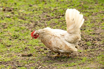 chicken on green grass