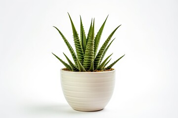 Fototapeta premium Aloe Vera in Pot Isolated, Mini Aloe Vera Plants Growing in Home Pots, Aloevera Ingredient