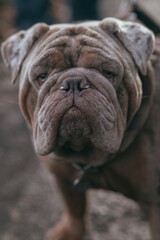 english bulldog puppy