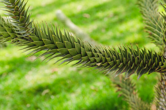 Green spiny leaves of Araucaria araucana or monkey tail tree with sharp needle-like leaves and thorns of an exotic plant in a park in Krasnodar.
