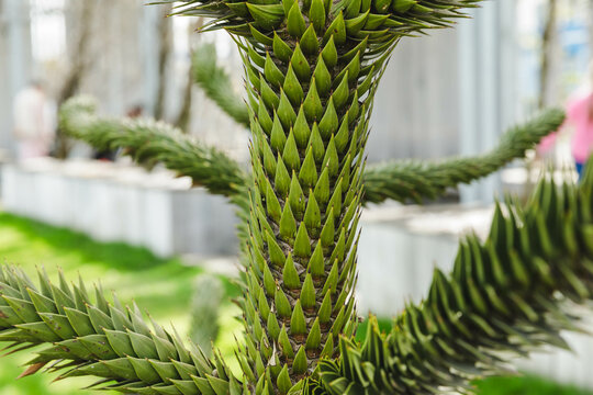 Green spiny leaves of Araucaria araucana or monkey tail tree with sharp needle-like leaves and thorns of an exotic plant in a park in Krasnodar.