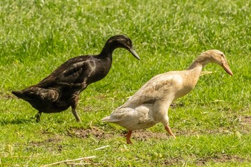 Indian running duck is on te move