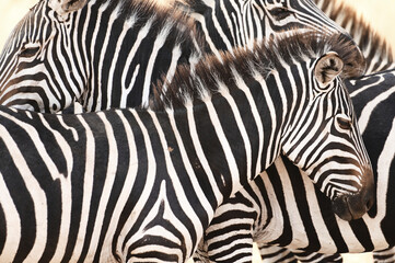 Fototapeta na wymiar Portrait of Zebras in Tanzania