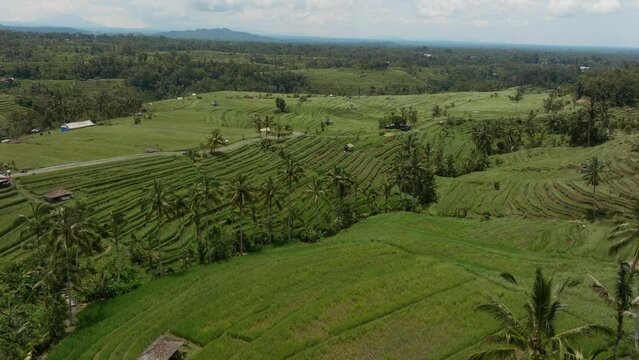 Aerial: Jatiluwih Rice Terraces in Bali, Indonesia.