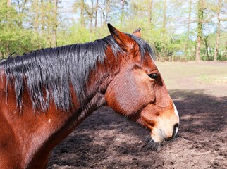 Portrait of a brown horse in close-up. Side view.