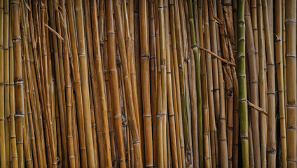Texture of bamboo wood, with its light color and characteristic nodes, captured in a close-up view.