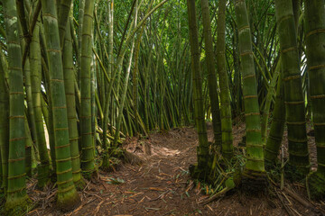 Bamboo tropical forest