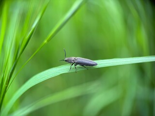 bug on a leaf