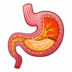 Human Stomach High-Quality Vector Illustration on White Background