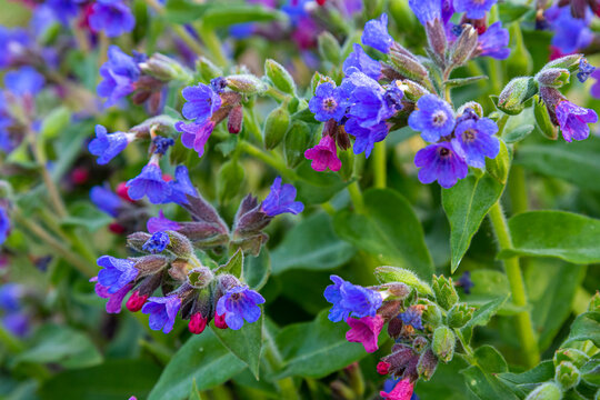 Spring wild flower Pulmonaria officinalis,  Common Lungwort in nature at springtime.