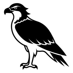 eagle silhouette isolated on white