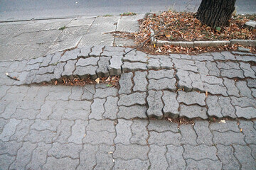 sidewalk damaged by tree roots in urban setting © Anna