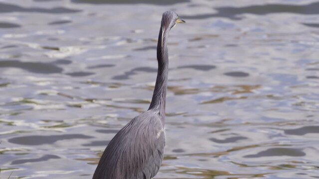 great blue heron