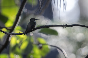 Fototapeta premium A hummingbird is perched on a branch in a tree. The bird is small and brown, and it is sitting on a thin branch. The image has a peaceful and serene mood, as the bird is in its natural habitat