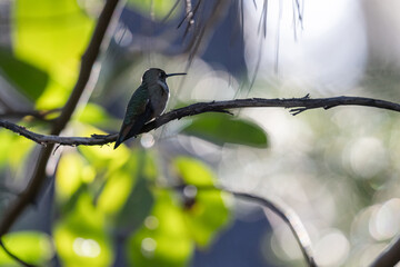 A hummingbird is perched on a branch in a tree. The bird is small and brown, and it is looking down at the ground. The scene is peaceful and serene