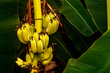 Kiść bananów wśród liści - obrazy, fototapety, plakaty