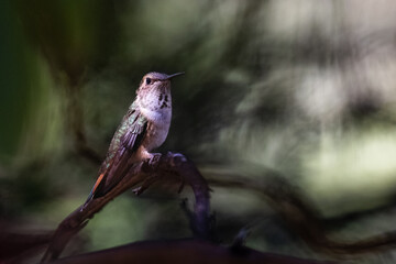 A hummingbird is perched on a branch in the shade. The bird is brown and green, and it is looking at the camera. The image has a peaceful and serene mood