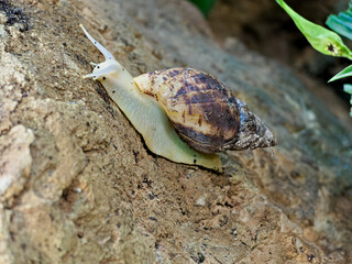 a huge snail gliding along a branch