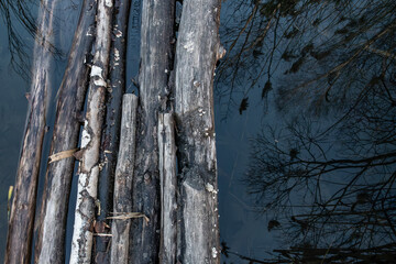 Kładka, mostek nad wodą z rzuconych drzew, odbicia drzew w wodzie