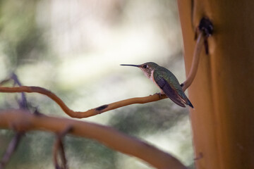 A hummingbird is perched on a branch. The bird is small and green, with a long beak. The image has a peaceful and serene mood, as the bird is sitting calmly on the branch