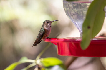 A hummingbird is perched on a red bird feeder with soft natural light and greenery in the background.