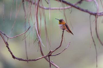 A hummingbird is perched on a branch. The bird is brown and yellow