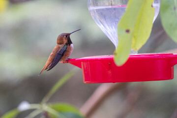 Naklejka premium A hummingbird is perched on a red bird feeder with soft natural light and greenery in the background.