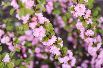 Flowers in the garden. Delicate pink bush flowers. Spring blooming garden.