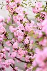 Sakura blossom in early spring morning. Pink sakura branches sway in the wind.