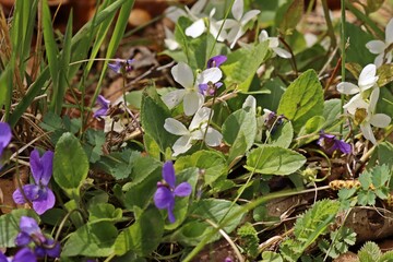 Weißling des Rauen Veilchens (Viola hirta)