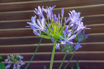 Beautiful flower of Agapanthus (  African lily  ) against rustic wooden wall